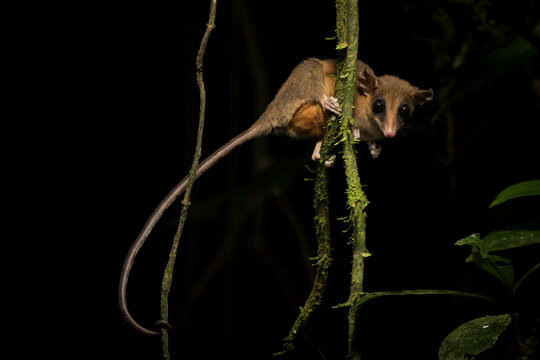Portrait of Mexican mouse opossum on branch