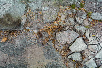 Broken road asphalt with grass and fallen dry leaves. Large piles on asphalt
