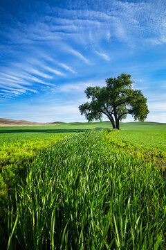 Scenic view of lone tree in grassy landscape