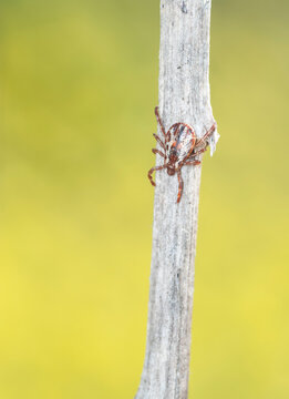 Close up of American dog tick on tree