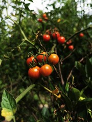 red cherry tomatoes