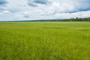 Aerial view of a field with green grass in Karelia - 376796133