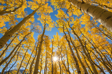 Low angle view of aspen trees
