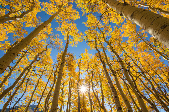 Low angle view of aspen trees