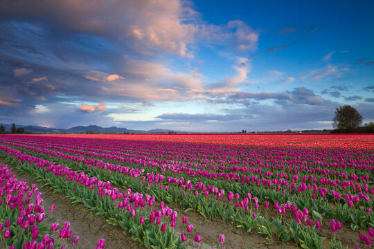 View of tulip field in Skagit valley during sunset