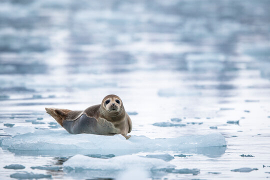 Portrait of harbor seal lying on ice in glacial water