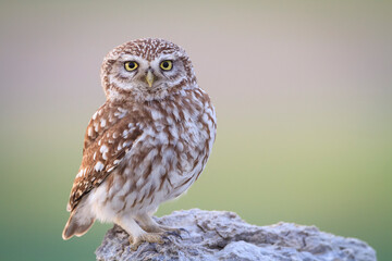 Portrait of little owl perching on rock