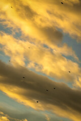 sunset in Bogota, orange clouds, blue sky, birds