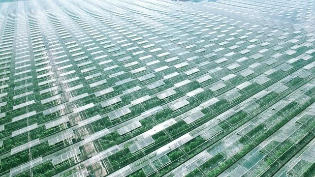 Industrial greenhouses abstaract panorama aerial flight, green sprouts, sun and sky reflected in clean glasses. Natural nature pure clear products and vegetables.