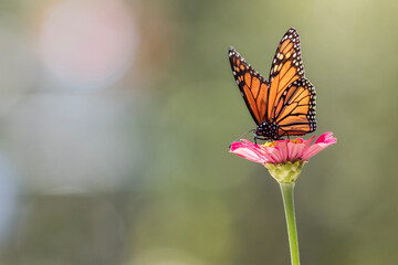 Male Monarch Butterfly on pink zinnia flower soft green background right side copy space