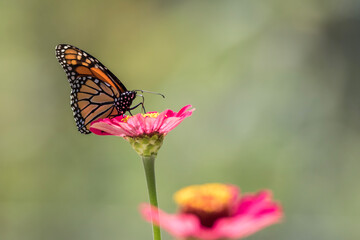 Fototapeta na wymiar Male Monarch Butterfly on pink zinnia flower soft green background left side copy space