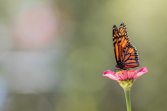 Male Monarch Butterfly on pink zinnia flower soft green background right side copy space