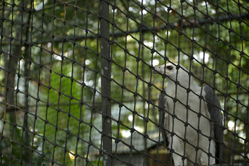 Ninoy Aquino parks and wildlife white eagle bird in Quezon City, Philippines