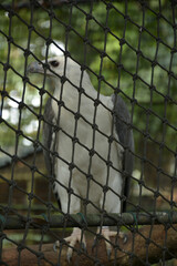 Ninoy Aquino parks and wildlife white eagle bird in Quezon City, Philippines