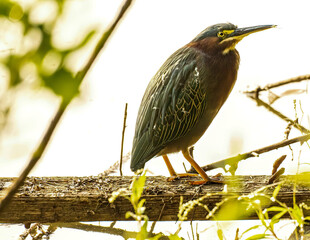 green heron on branch