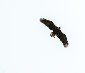 An Immature Bald Eagle Flies over a Lake