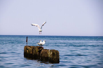 Mewy © Magical moments