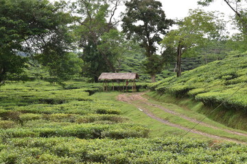 Tea garden fields in Assam India