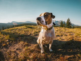 Dog sitting on a hill in the mountains of Colorado