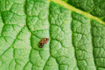 Dermacentor Reticulatus On Green Leaf. Also Known As The Ornate Cow Tick, Ornate Dog Tick, Meadow Tick, And Marsh Tick. Family Ixodidae. Ticks Are Carriers Of Dangerous Diseases