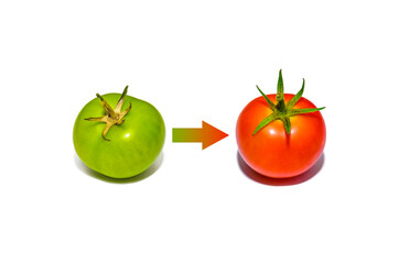 Red Tomato Evolution