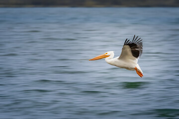 American White Pelicans (Pelecanus erythrorhynchos)