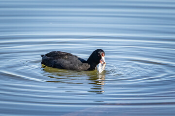 American Coot (Fulica americana) fishing on a lake