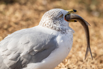 Ring-billed Gull (Larus delawarensis)