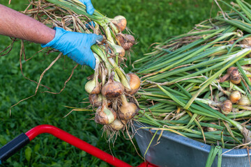 Senior woman stacks fresh organic raw onions in a garden cart. Harvesting onions. Senior lady's hands in protective gloves stack bunches of onions in a garden cart.