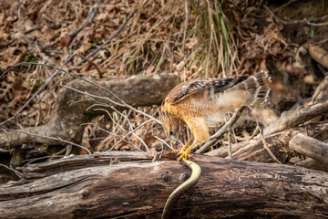 Red Shouldered Hawk (Buteo lineatus) with its prey - a snake