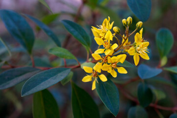 Yellow flowers on garden (Galphimia brasiliensis)
