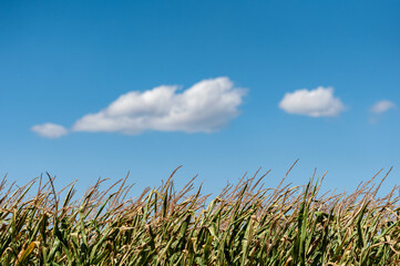Deep blue sky with white puffy clouds set against tall corn stalks