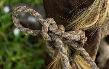 handmade knot to hold cow legs