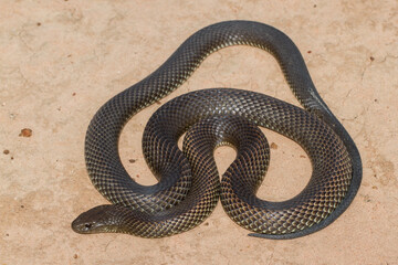 Close up of a Mulga or King Brown Snake