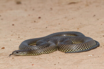 Mulga or King Brown Snake flicking it's tongue