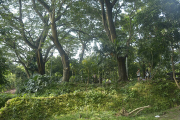 Ninoy Aquino parks and wildlife surrounding trees in Quezon City, Philippines