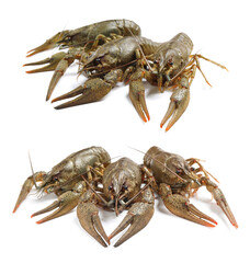 Set of fresh crayfishes on white background