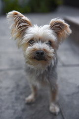 small inquisitive yorkie