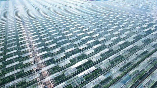 Industrial greenhouses abstaract panorama aerial flight, green sprouts, sun and sky reflected in clean glasses. Natural nature pure clear products and vegetables. Native colors.