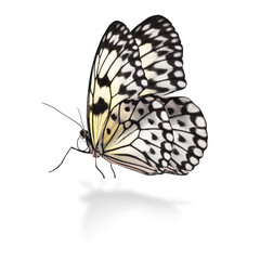 Beautiful rice paper butterfly on white background