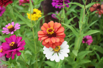 Obraz premium Beautiful zinnia, perfect for presentations and to use as wallpaper.