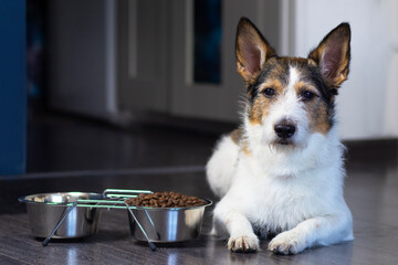 Fototapeta na wymiar Portrait of a dog, the dog lies near his bowl of dry food, serious look. Home pet eats at home.