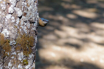 The nuthatch (Sitta europaea) species of passerine bird in the family Sittidae