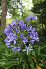 Blue and Purple Flowers in the Woods