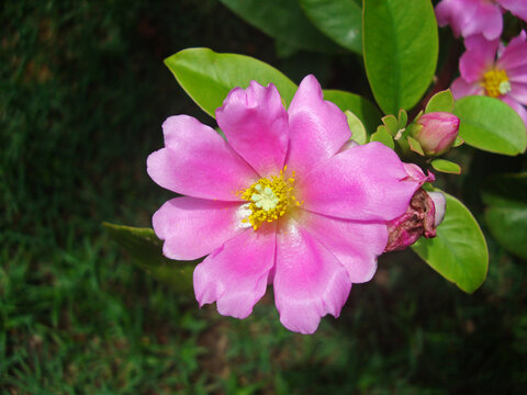 Pink pereskia flower, Pereskia grandifolia