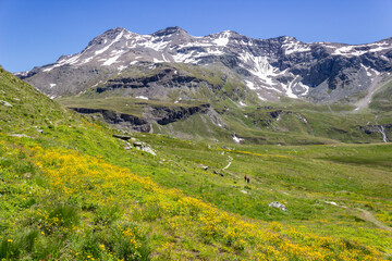 Fototapeta na wymiar Hiking trail in Aosta valley, Cogne, Italy. Two hikers walk among a wonderful blooming of buttercups in the solitary valley of the Grauson. Photo taken at an altitude of 2300 meters.