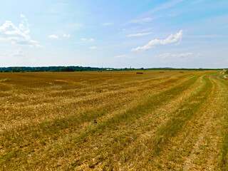 Getreideanbau in der Uckermark