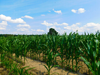 Der Baum im Maisfeld
