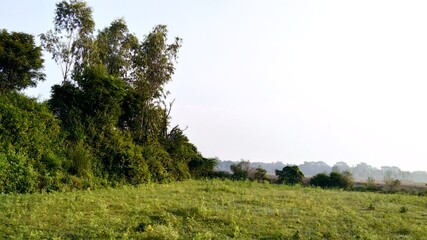 landscape with trees