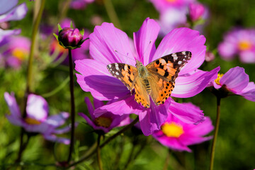 Fototapeta na wymiar Insects and butterflies inhabit Gesang flowers